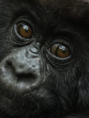 Luxury Gorilla Tour Uganda