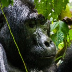 primate tracking Bwindi Impenetrable Forest National Par, mountain gorilla trackingk,