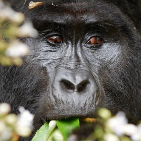 Mountain Gorilla Tracking, white rafting uganda