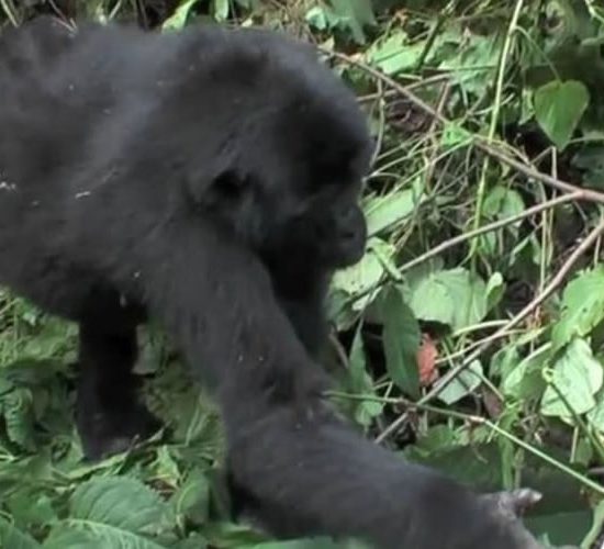 Gorilla trip from Kigali