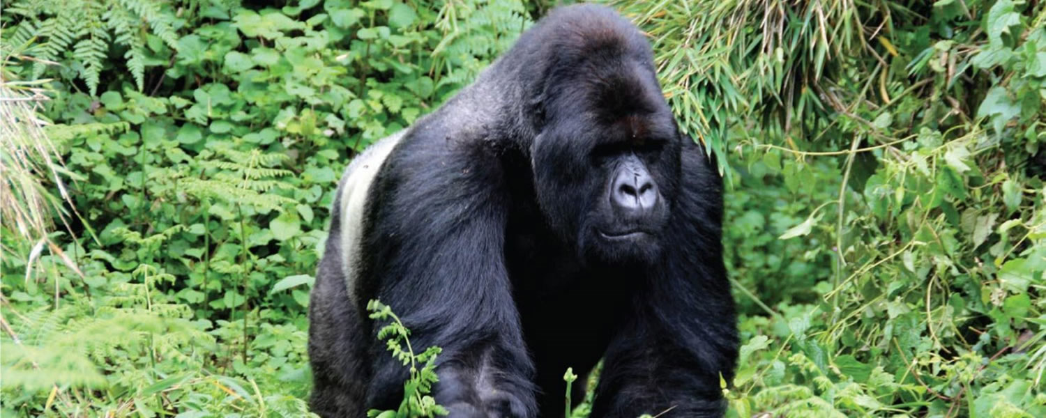 Gorilla tracking Bwindi- Bwindi Impenetrable Forest National Park