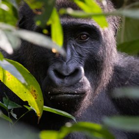 Budget Gorilla Safari Uganda