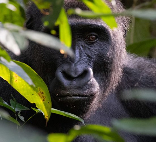 Budget Gorilla Safari Uganda
