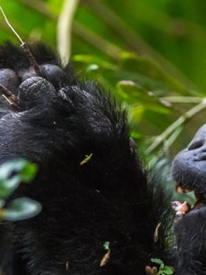 Luxury Gorilla Trekking Tou Bwindi Impenetrable Forest National Park
