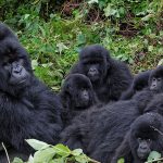 Bitukura gorilla family