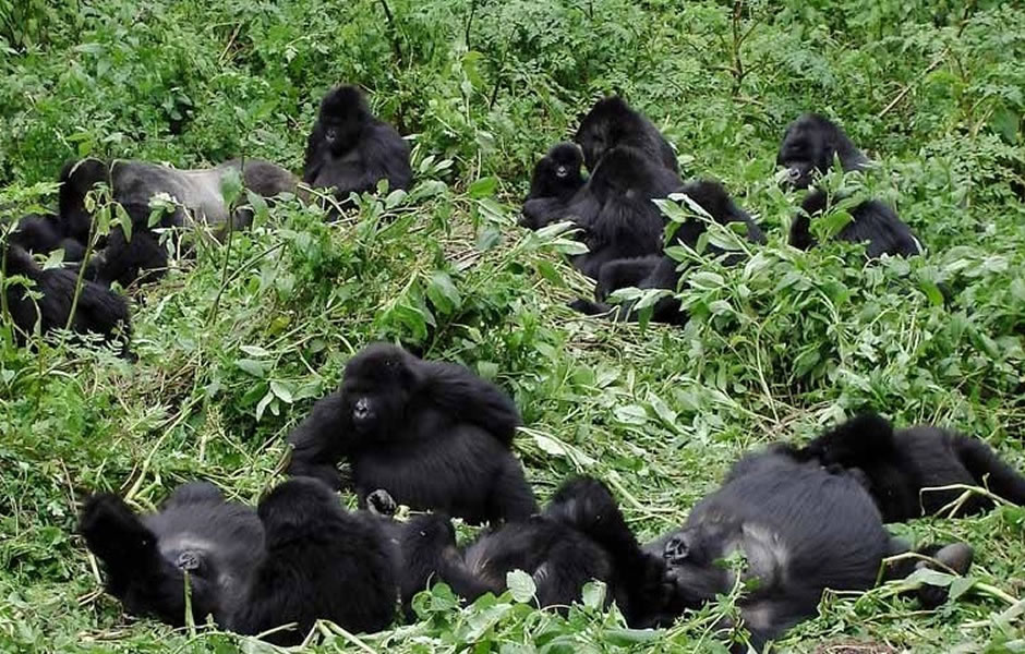 mountain gorilla families