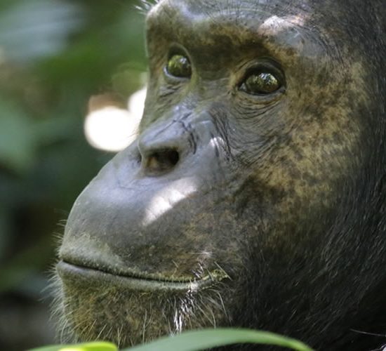 Chimpanzee and Wildlife Safari