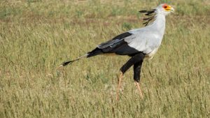 Secretary Bird spotted in Murchison falls National Park