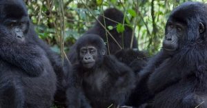 A Gorilla family in Uganda