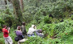 Watching Mountain Gorillas in their Natural habitat