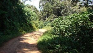 A road trip to Ruhija gorilla trekking sector