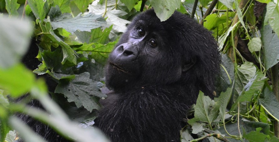Gorilla safari parks in Uganda