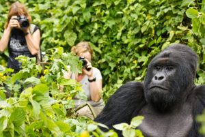 Trekking Nkuringo gorilla family in Nkuringo