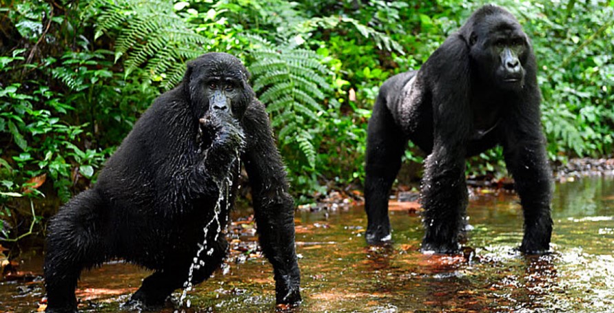 Gorilla trekking in Uganda – a complete guide