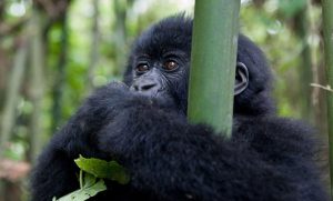 An infant gorilla captured in bamboo forest