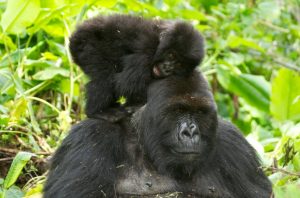 A mother gorilla carrying her babby