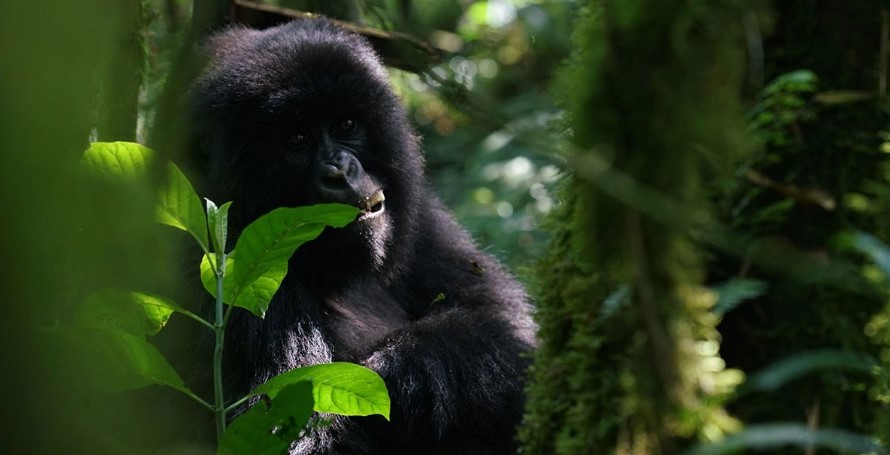 Tourist activities in Bwindi gorilla park
