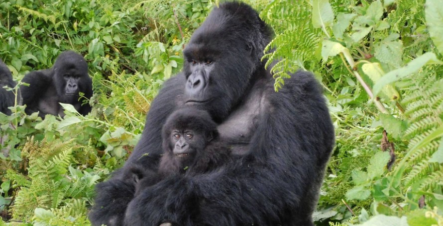 Uganda gorilla tours to Bwindi