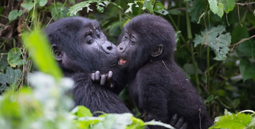 What is the best time to trek mountain gorillas in Bwindi?