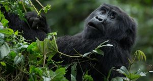 Spend one hour with Mountain Gorillas in Bwindi