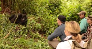 Spending time with Gorillas