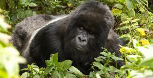 A dominant silverback in Bwindi Forest