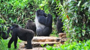 Bwindi gorilla park