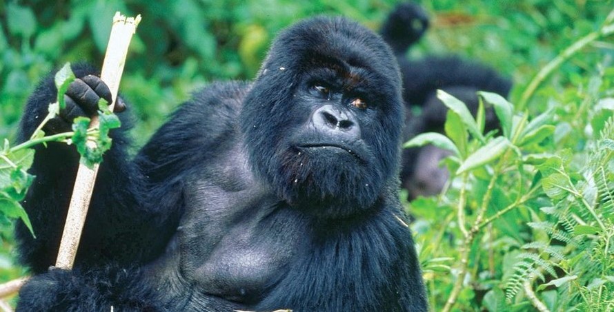 Bwindi gorilla safaris from Botswana