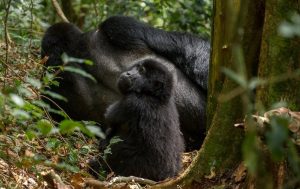 Bwindi gorilla trekking