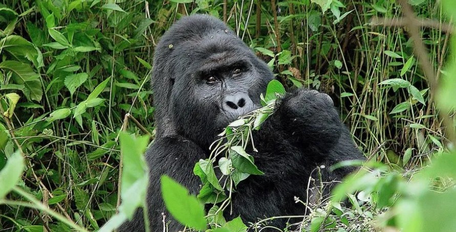 Bwindi gorilla trekking from Nairobi