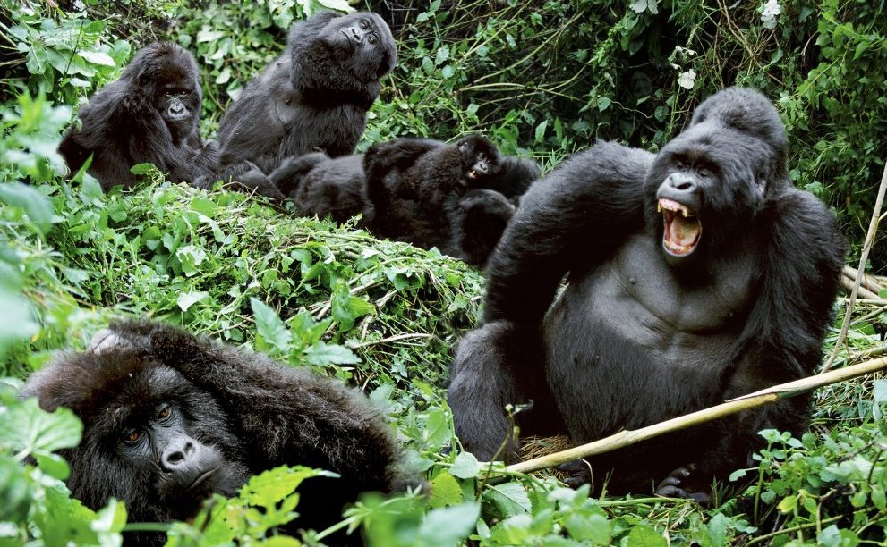Encounter giants of the Ape family in Bwindi Forest