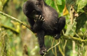 A juvenile gorilla captured in Bwindi Gorilla Park