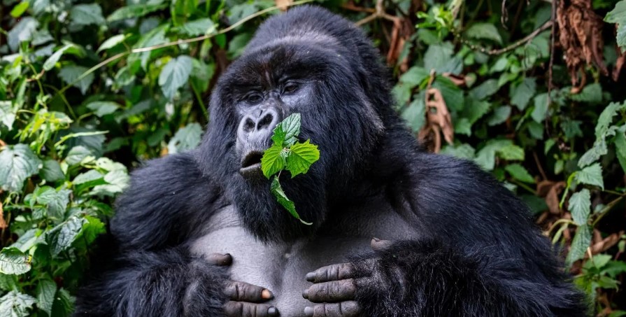 Things to do in Nkuringo after gorilla trekking safari