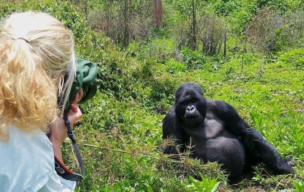 A trekker taking photos of a Gorilla in Bwindi Gorilla Park