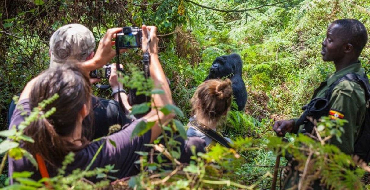 Gorillas find gorillas in Bwindi Forest after following their trail