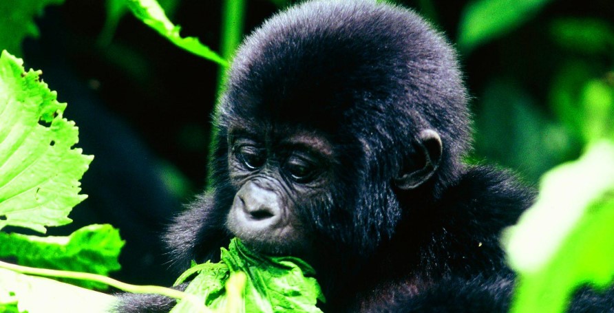 Luxury gorilla tours to Bwindi