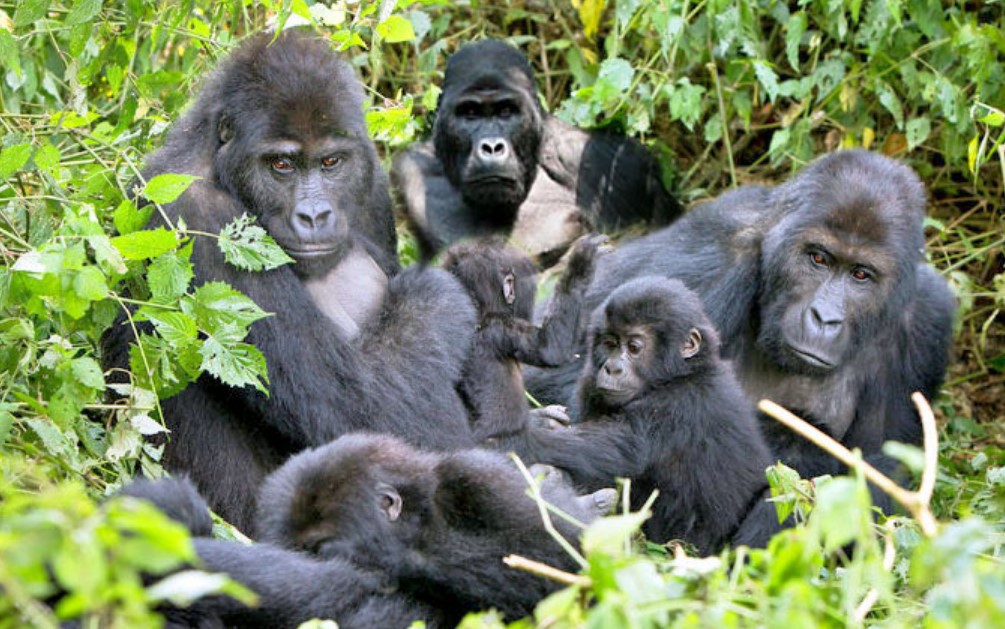 Mountain Gorillas in Bwindi Impenetrable forest pause for a picture