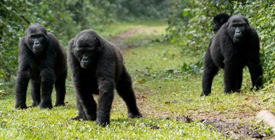 Mubare gorilla family