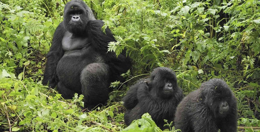 Nkuringo gorilla family