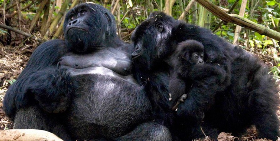 Nshongi gorilla family