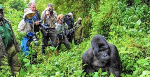 A group of trekkers enjoying the view of Nshogi gorilla group