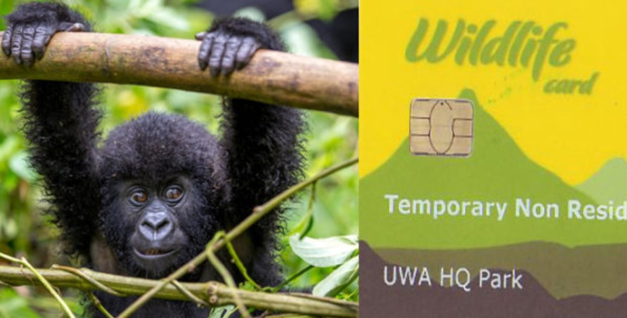 What is included in a gorilla permit