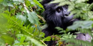A member of Bitukura Gorilla family captured in Ruhija sector during gorilla trekking
