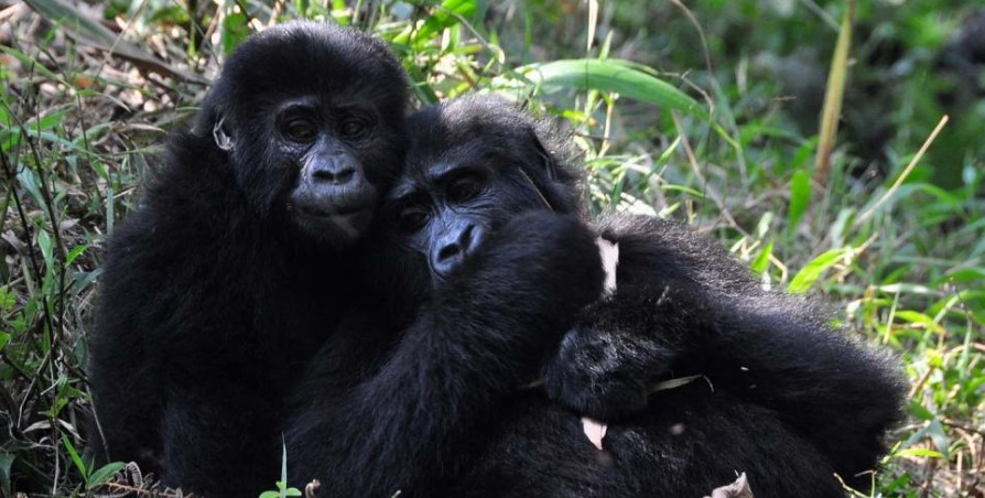 Trekking mountain gorillas in Bwindi from South Africa.