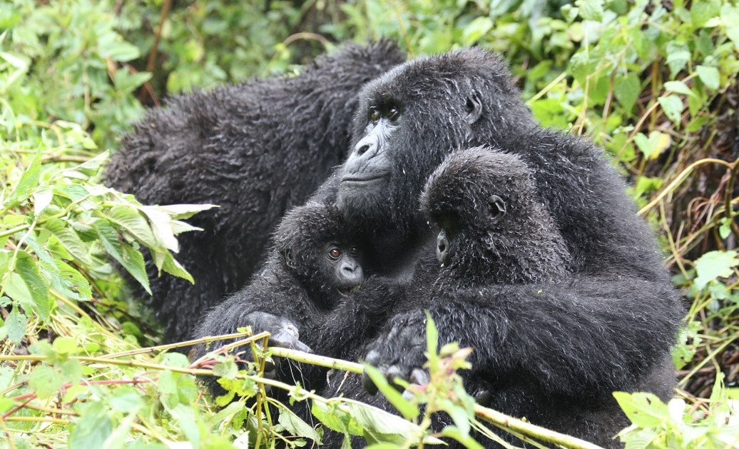 Enjoy a budget Gorilla safari in Bwindi National Park