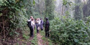A group of trekkers searching for Gorillas in Bwindi Forest 