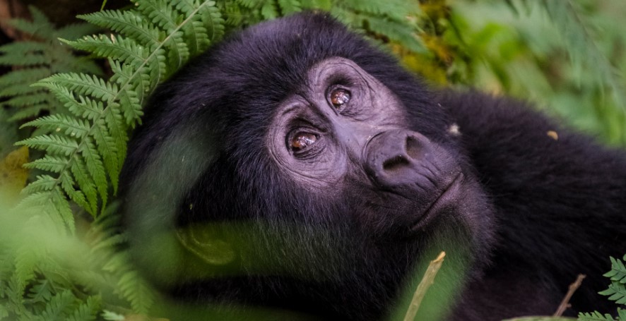 Where to see mountain gorillas in Bwindi?