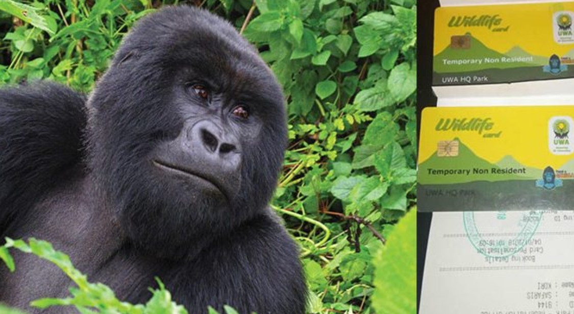 Book Gorilla permits Uganda Wildlife Authority