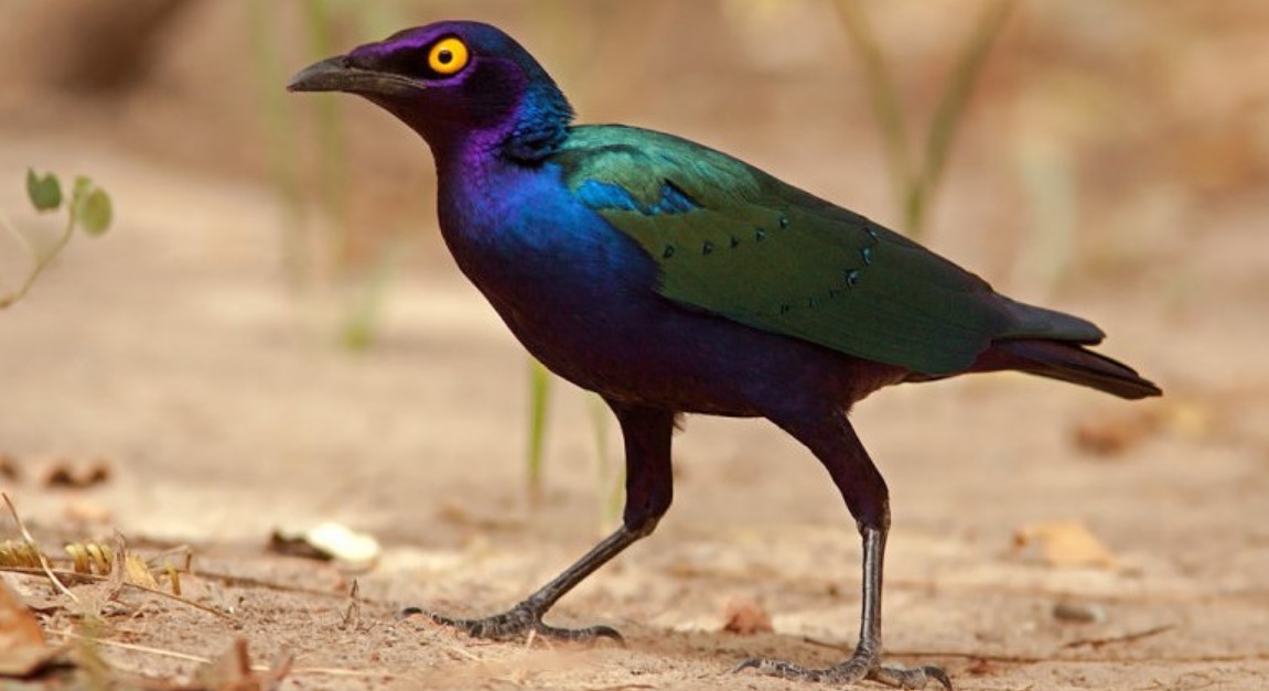 encounter the purple headed starling in Bwindi forest