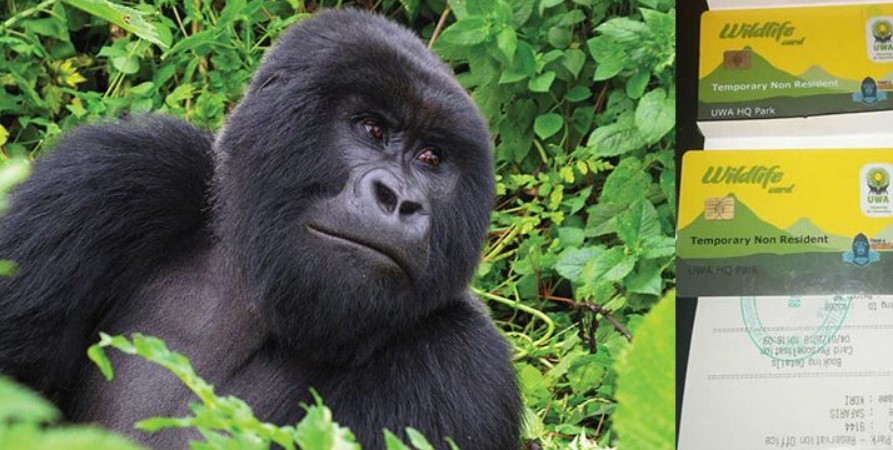 How and where to buy gorilla permits for Bwindi